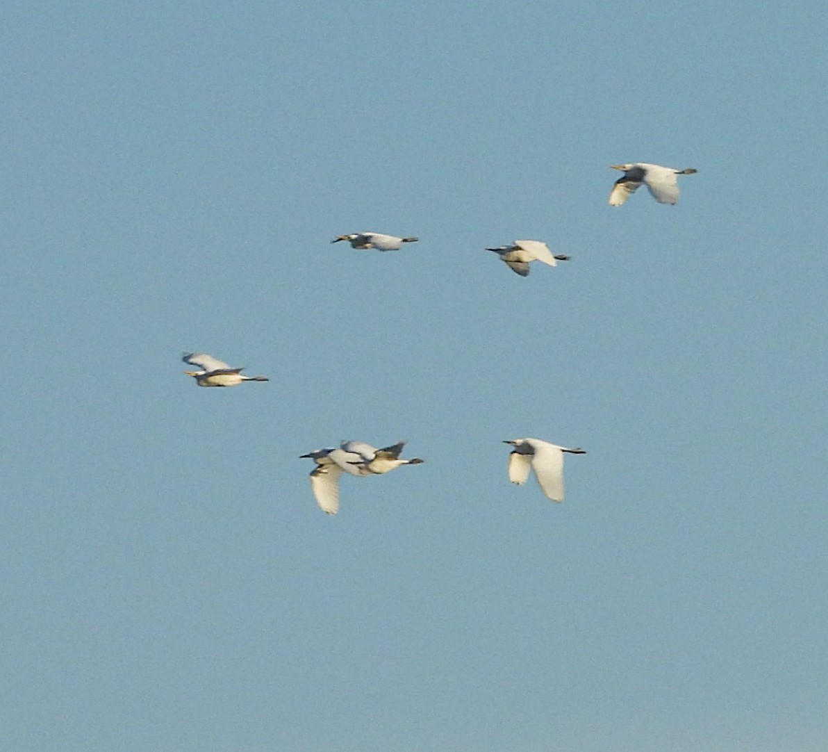 volavka rusohlavá - ML644678597