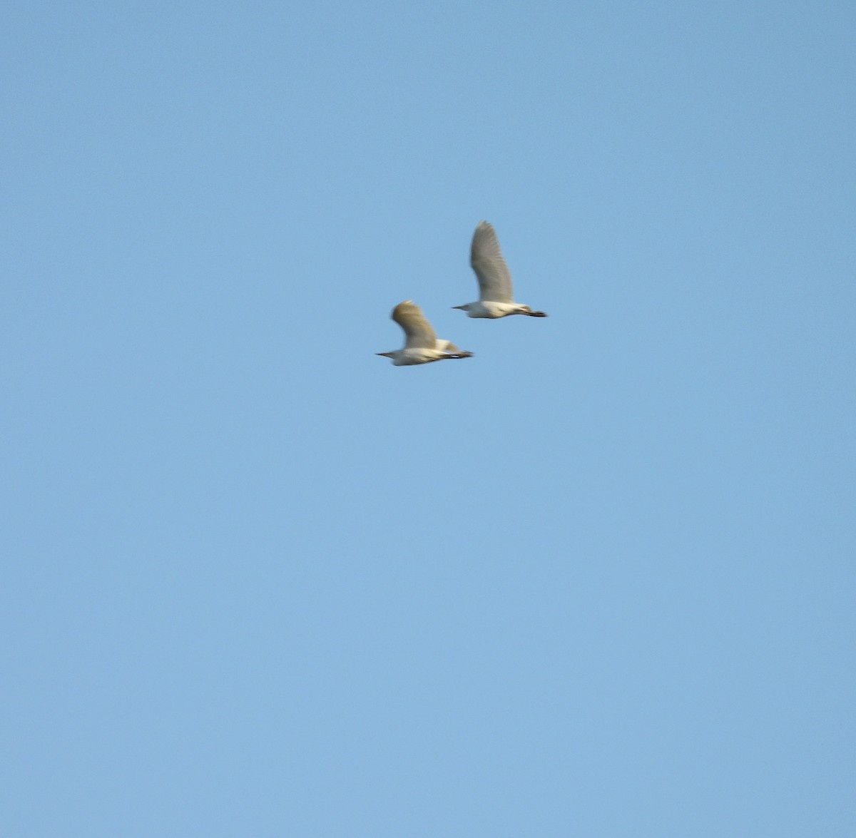 volavka rusohlavá - ML644678598