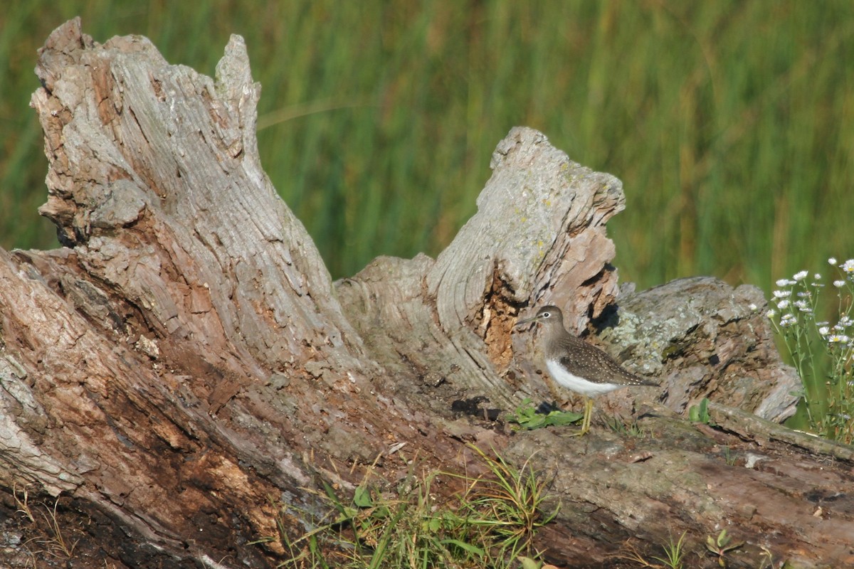 vodouš samotářský - ML644678599