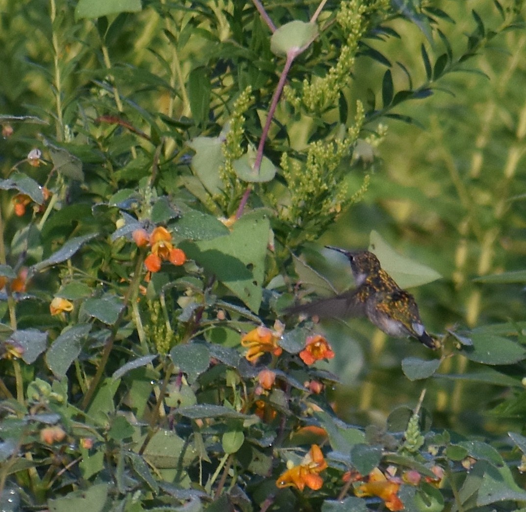 kalypta rubínohrdlá - ML644678601