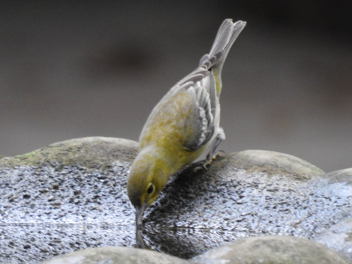 lesňáček borovicový - ML644678602