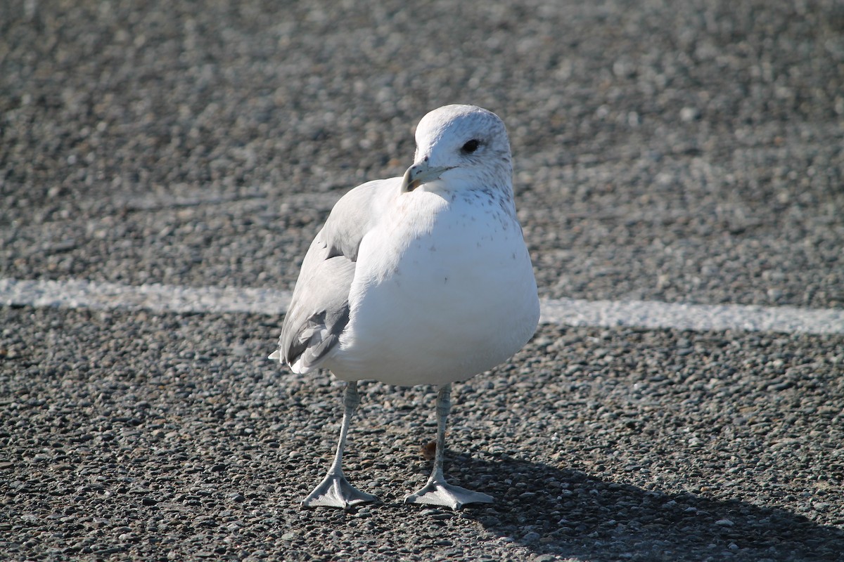 racek jezerní - ML644678603