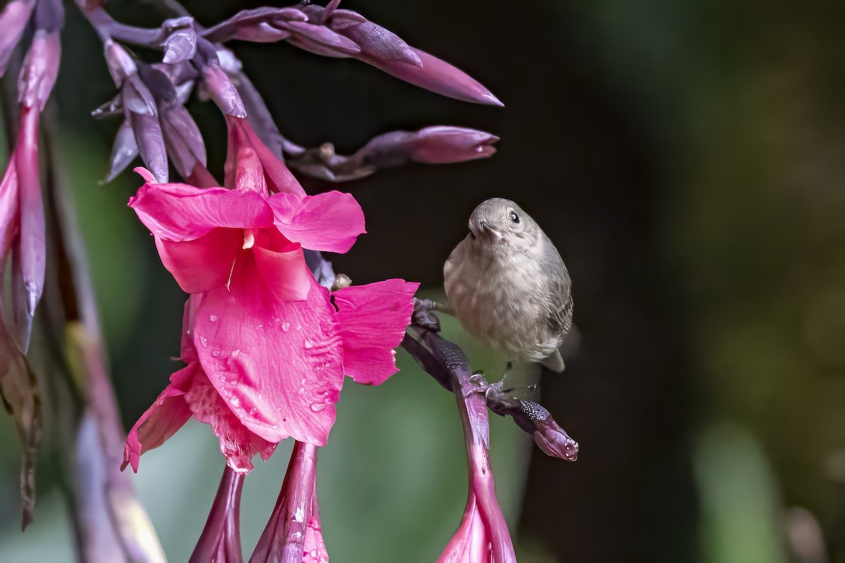 Slaty Flowerpiercer - ML644678604