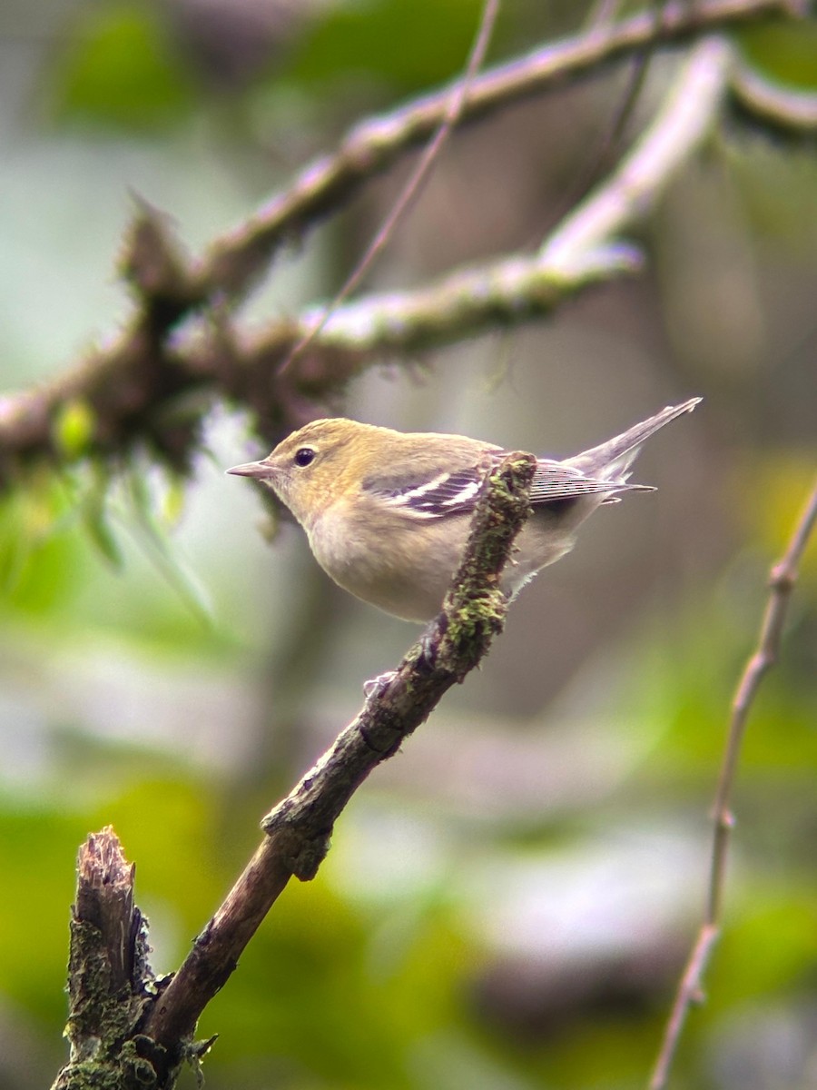 Bay-breasted Warbler - ML644678608