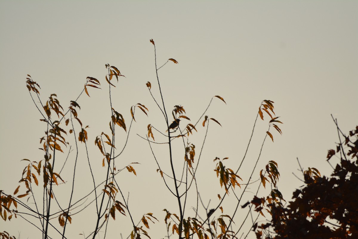 Балтиморский трупиал - ML644678609