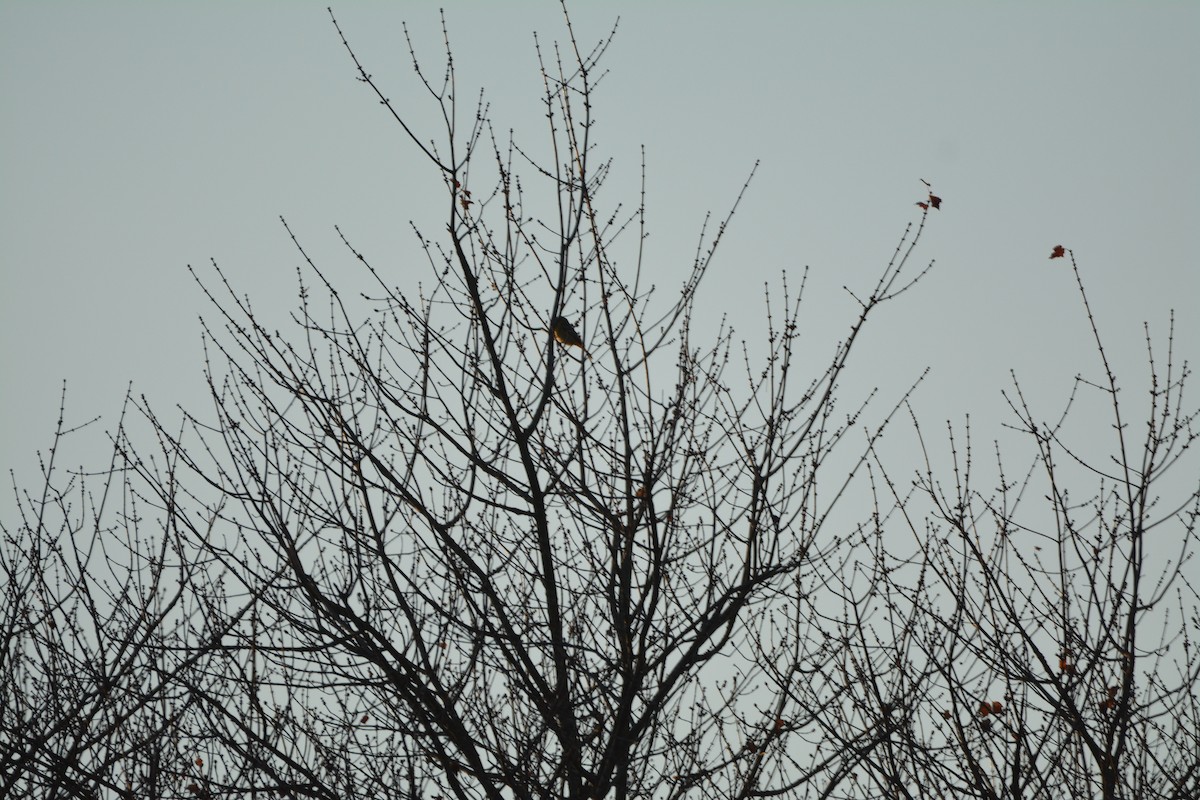 Балтиморский трупиал - ML644678610