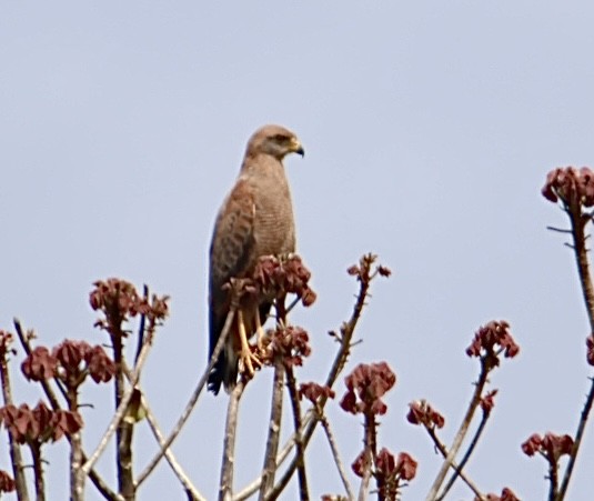 サバンナノスリ - ML644678615