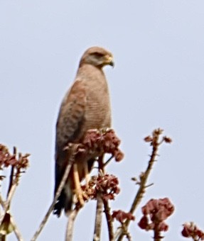 サバンナノスリ - ML644678616