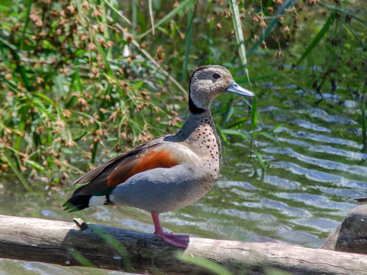 クビワコガモ - ML644678619