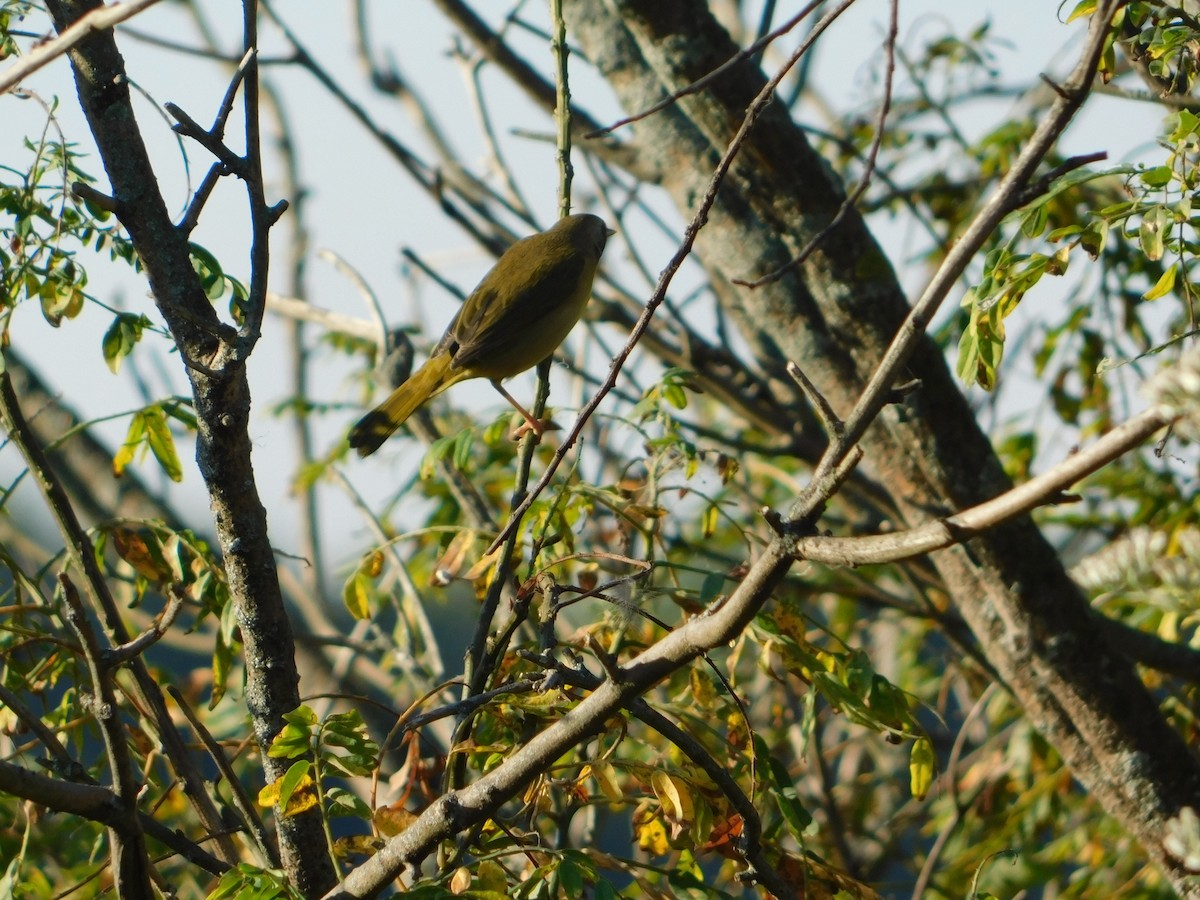 Common Yellowthroat - ML644678621