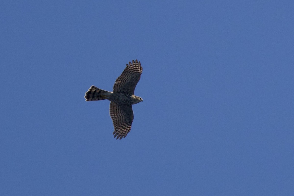 Eurasian Sparrowhawk - ML644678627
