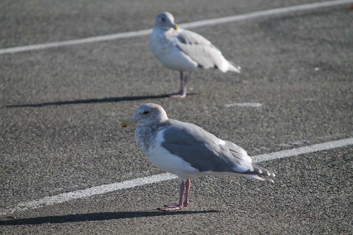 Western x Glaucous-winged Gull (hybrid) - ML644678632