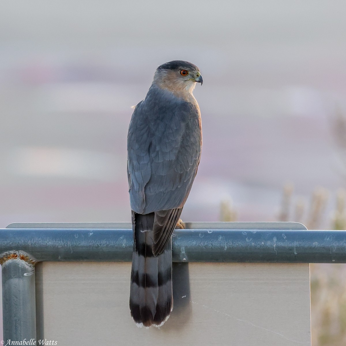 trostehauk - ML644678639