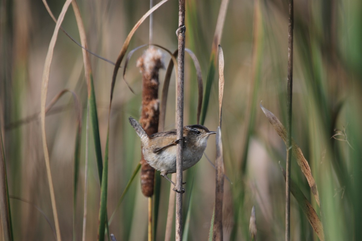 Marsh Wren - ML644678640