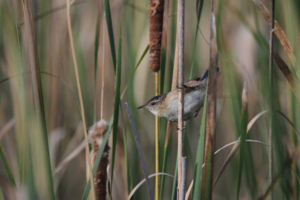 Marsh Wren - ML644678641