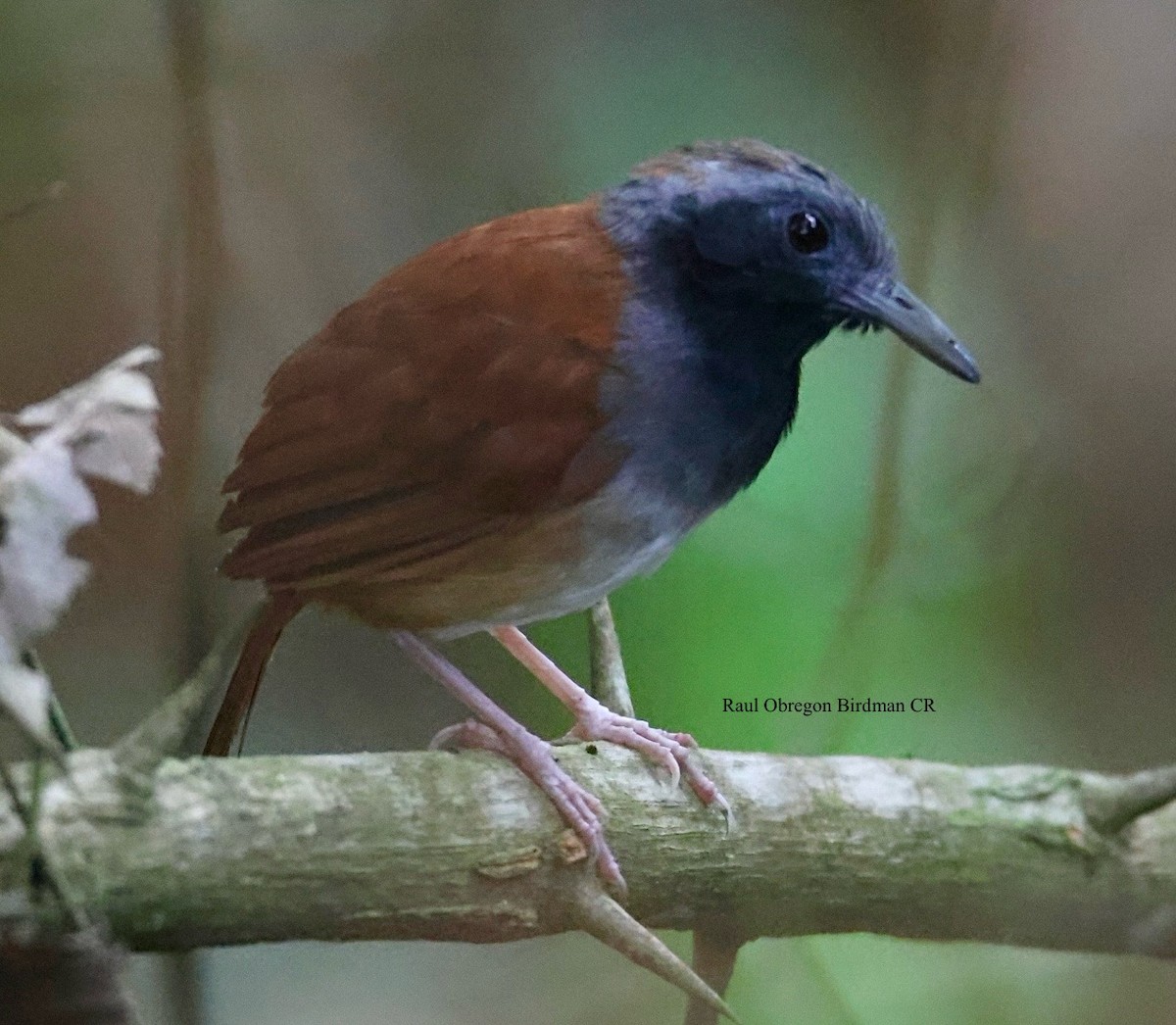 White-bellied Antbird - ML644678646