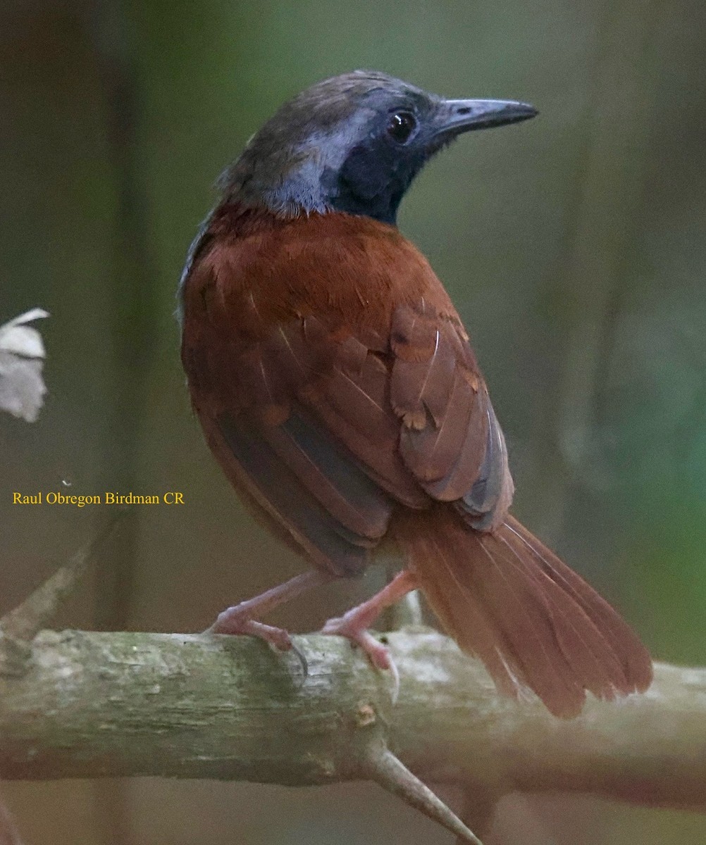 White-bellied Antbird - ML644678650