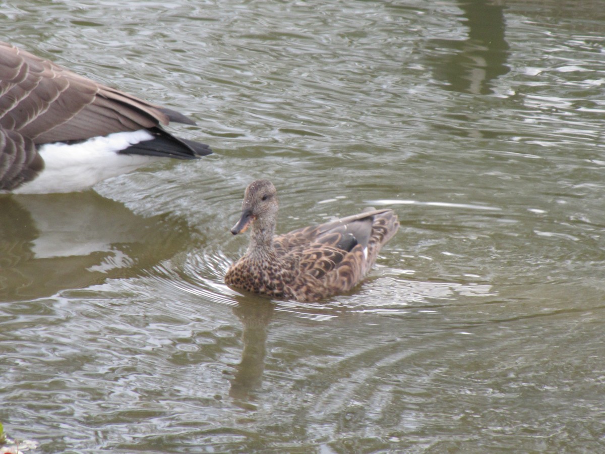 赤膀鴨 - ML644678652