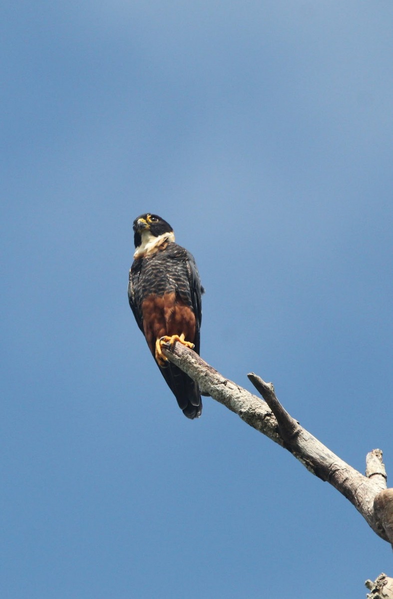 Bat Falcon - ML644678653