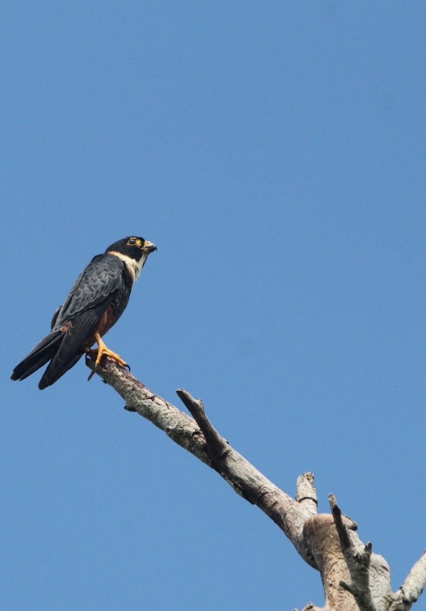 Bat Falcon - ML644678654