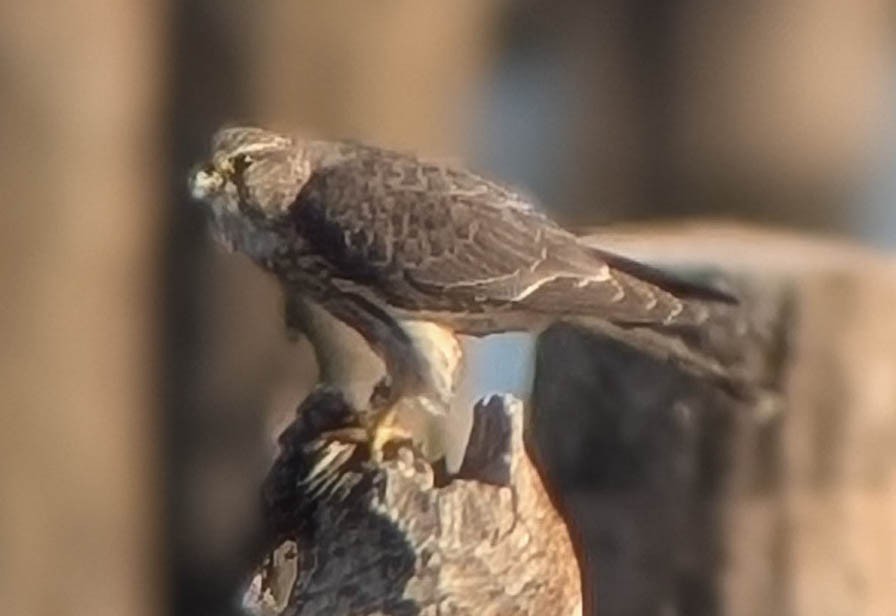 灰背隼 - ML644678657