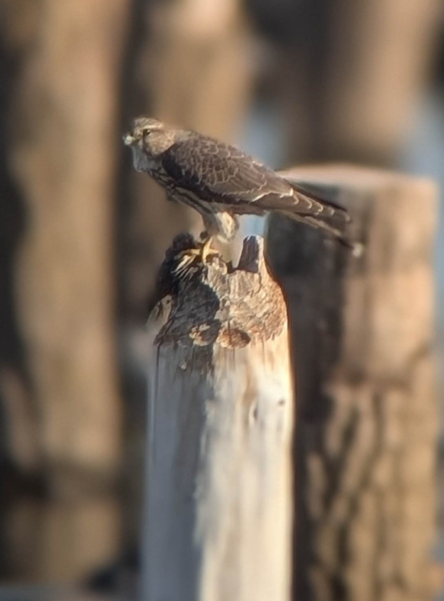 灰背隼 - ML644678662