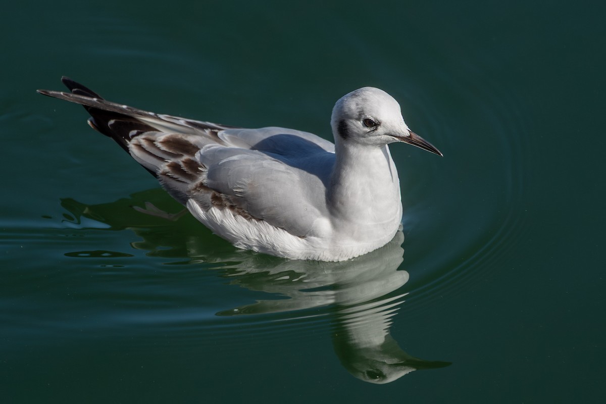Bonaparte's Gull - ML644678663
