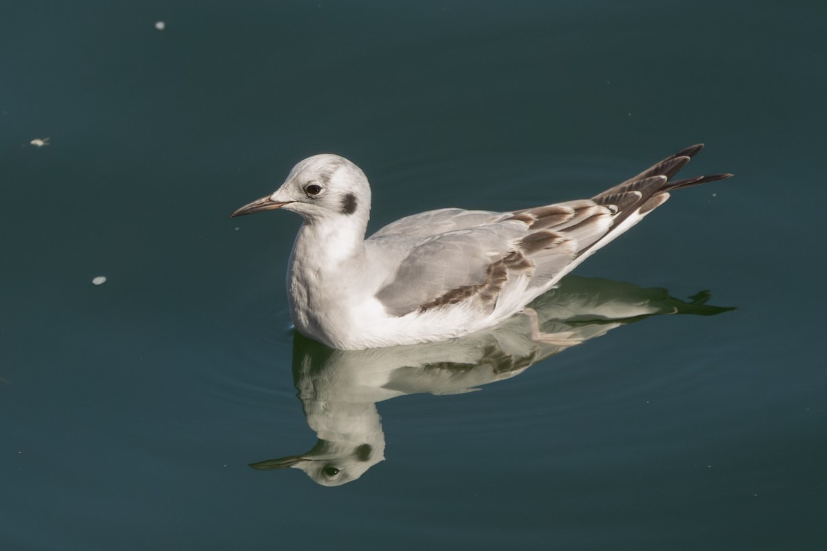 Bonaparte's Gull - ML644678664