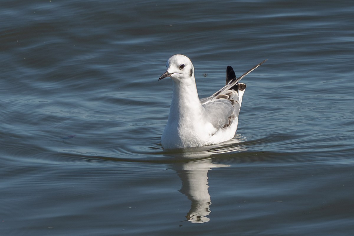 Bonaparte's Gull - ML644678665