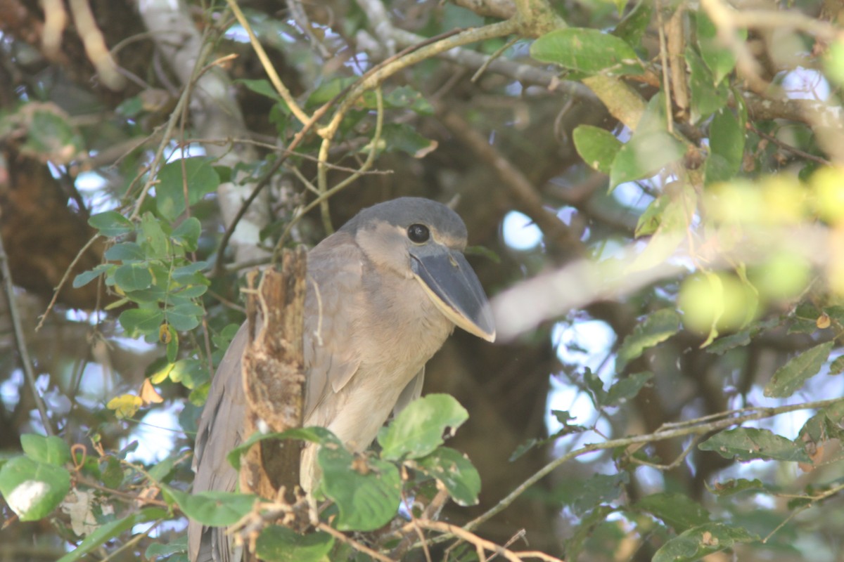 Boat-billed Heron - ML644678666