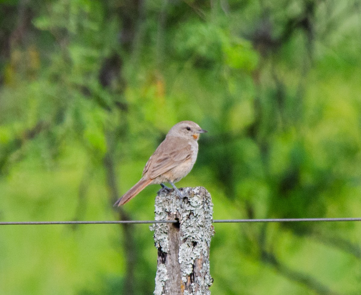 Short-billed Canastero - ML644678667