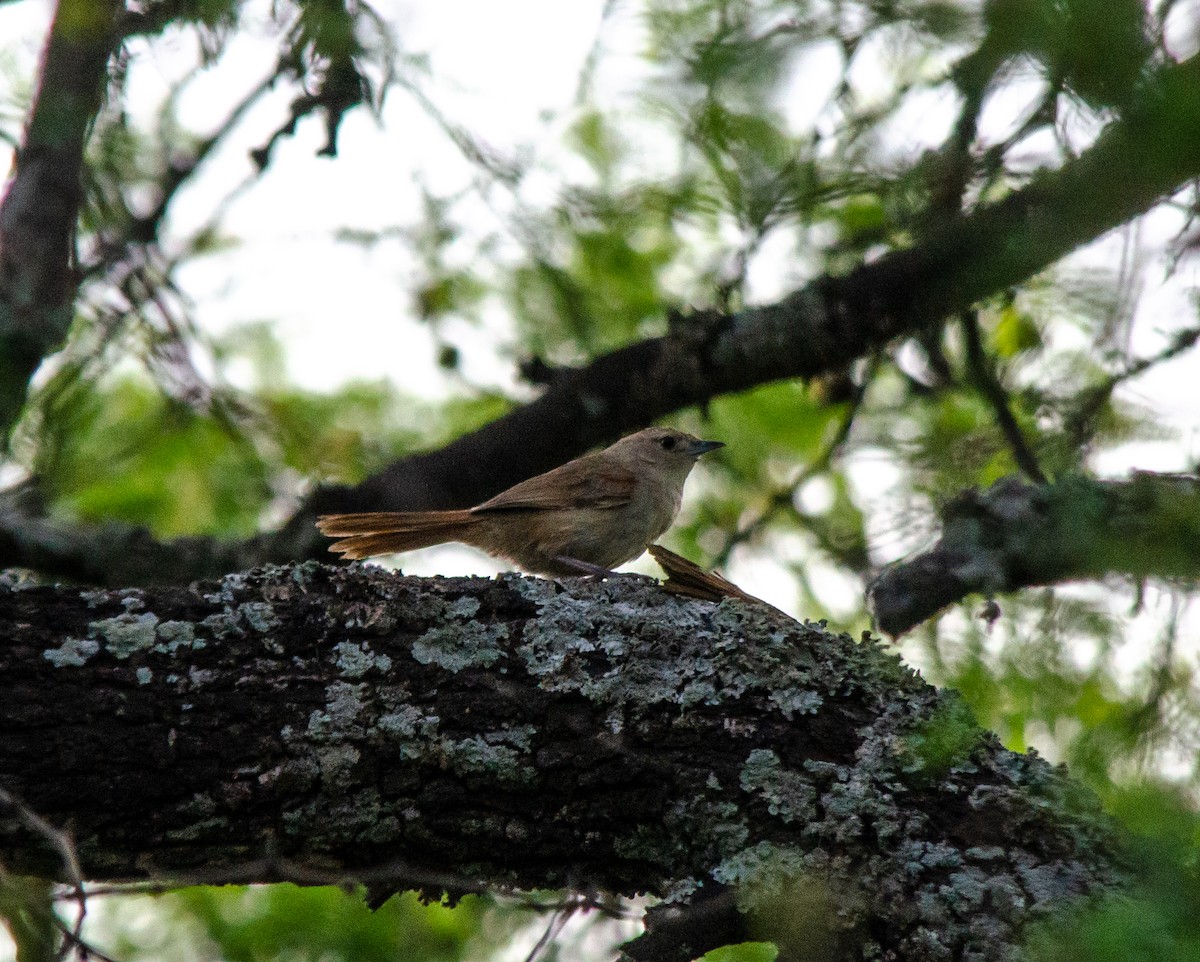 Little Thornbird - ML644678668