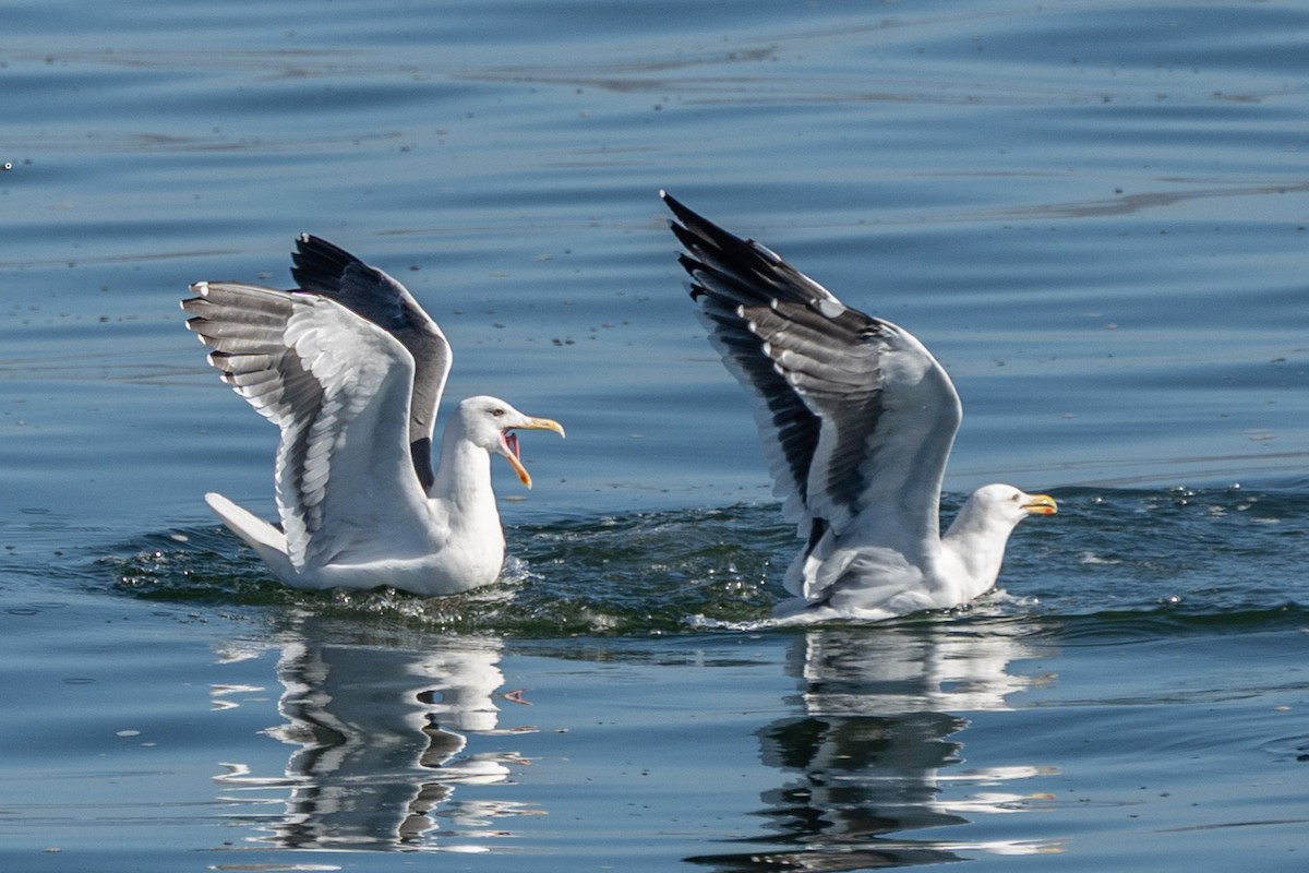 Western Gull - ML644678669