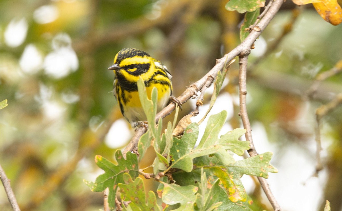 Townsend's Warbler - ML644678671