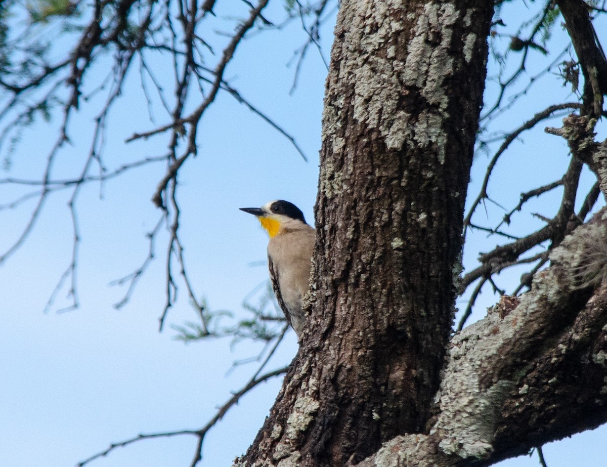 White-fronted Woodpecker - ML644678672