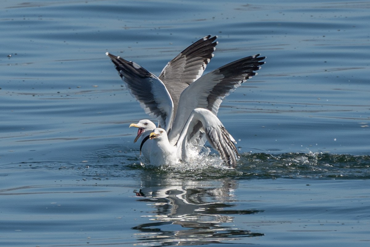 Western Gull - ML644678673