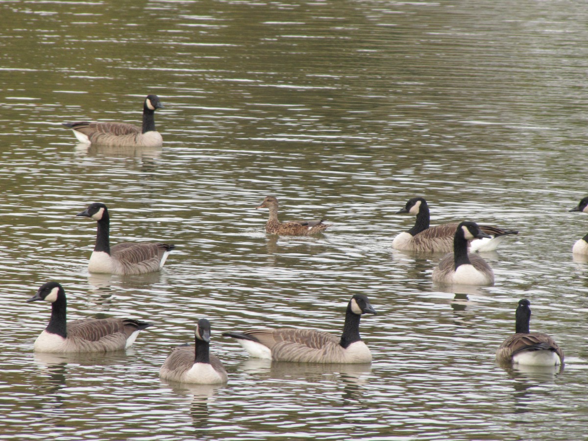 Canada Goose - ML644678675