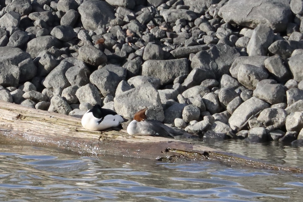 川秋沙 - ML644678676