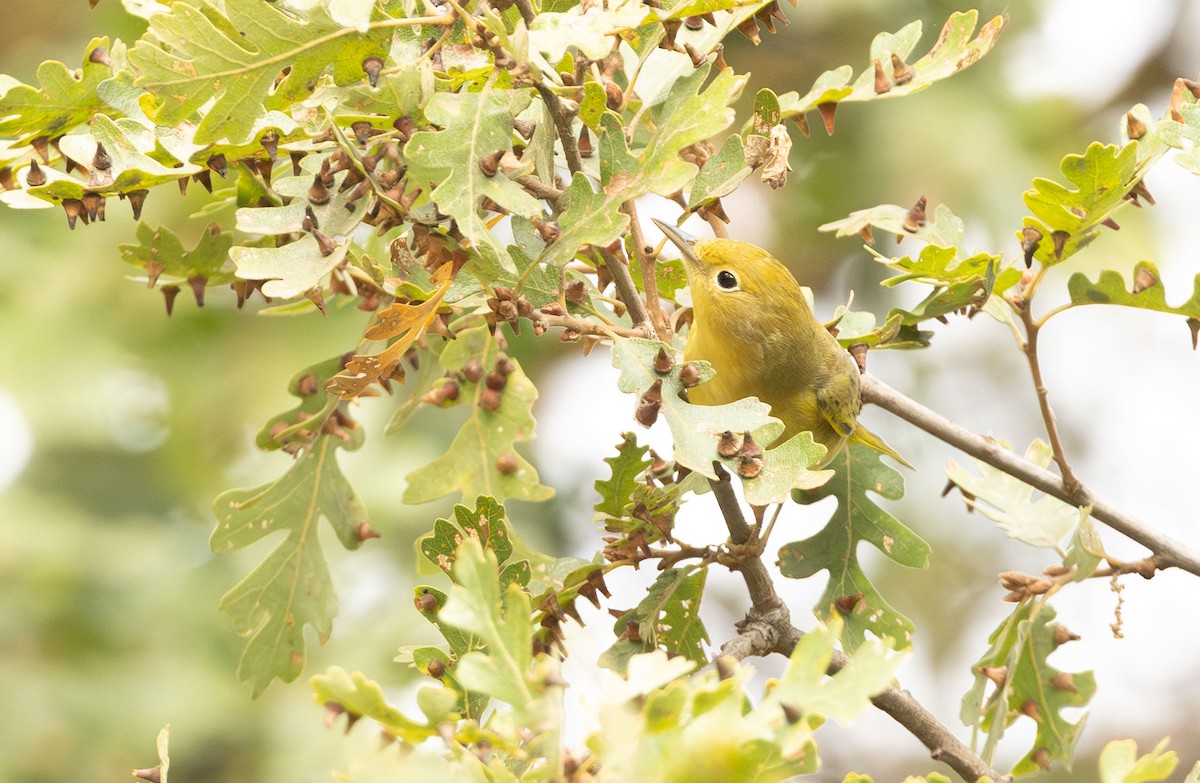 Northern Yellow Warbler - ML644678677