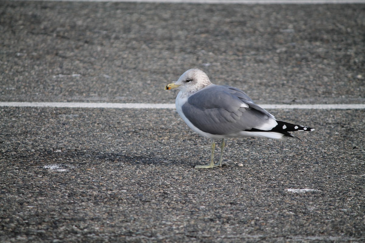 California Gull - ML644678678