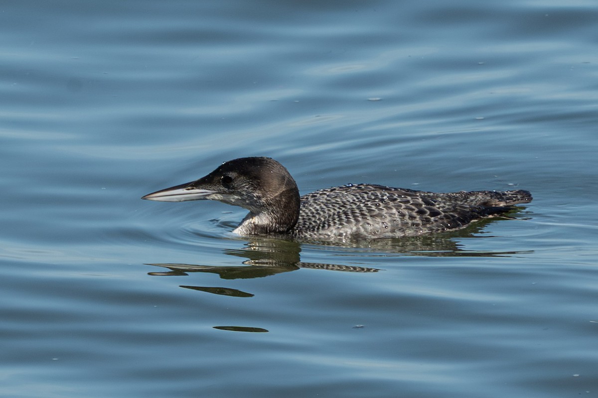 Common Loon - ML644678680