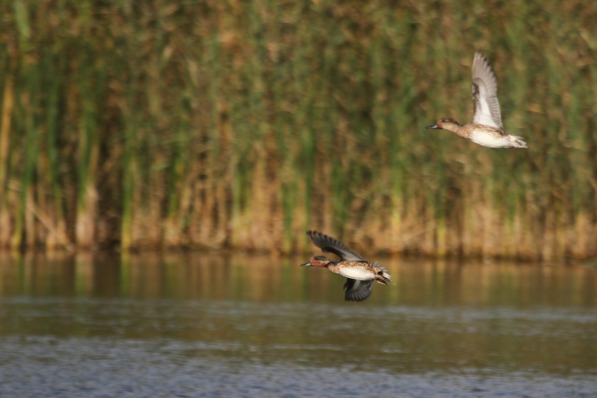 小水鴨(carolinensis) - ML644678681