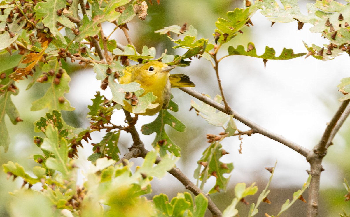 Northern Yellow Warbler - ML644678682