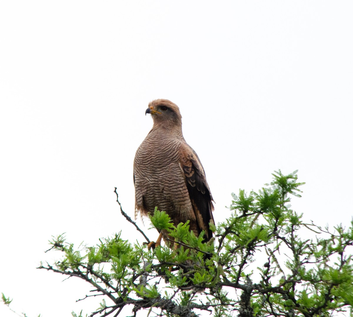 Savanna Hawk - ML644678683