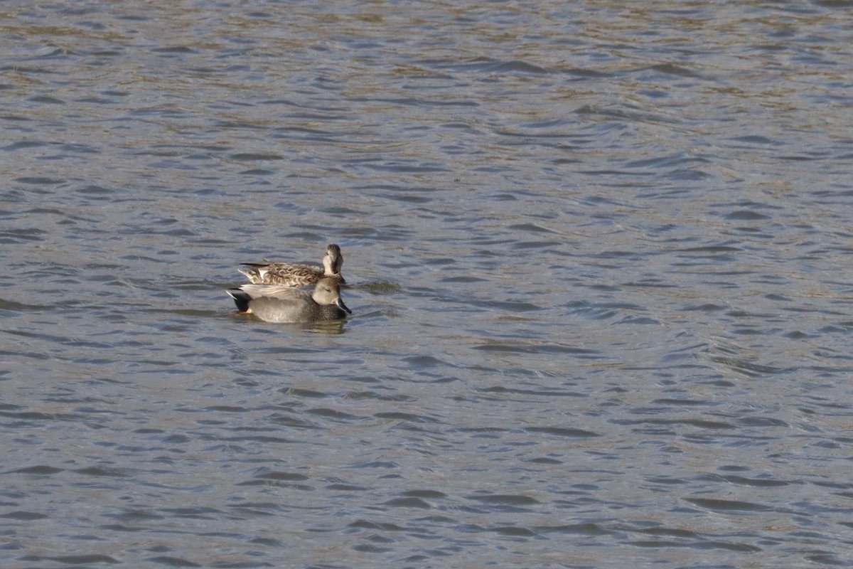 赤膀鴨 - ML644678684