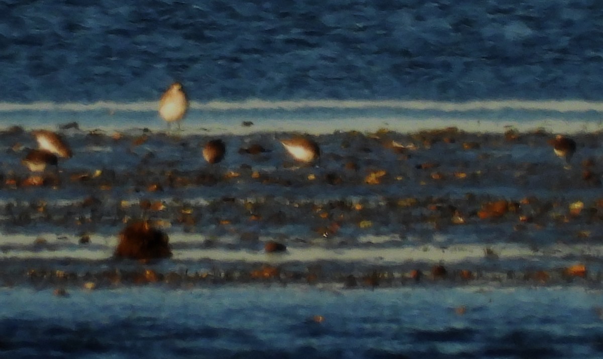 Black-bellied Plover - ML644678687