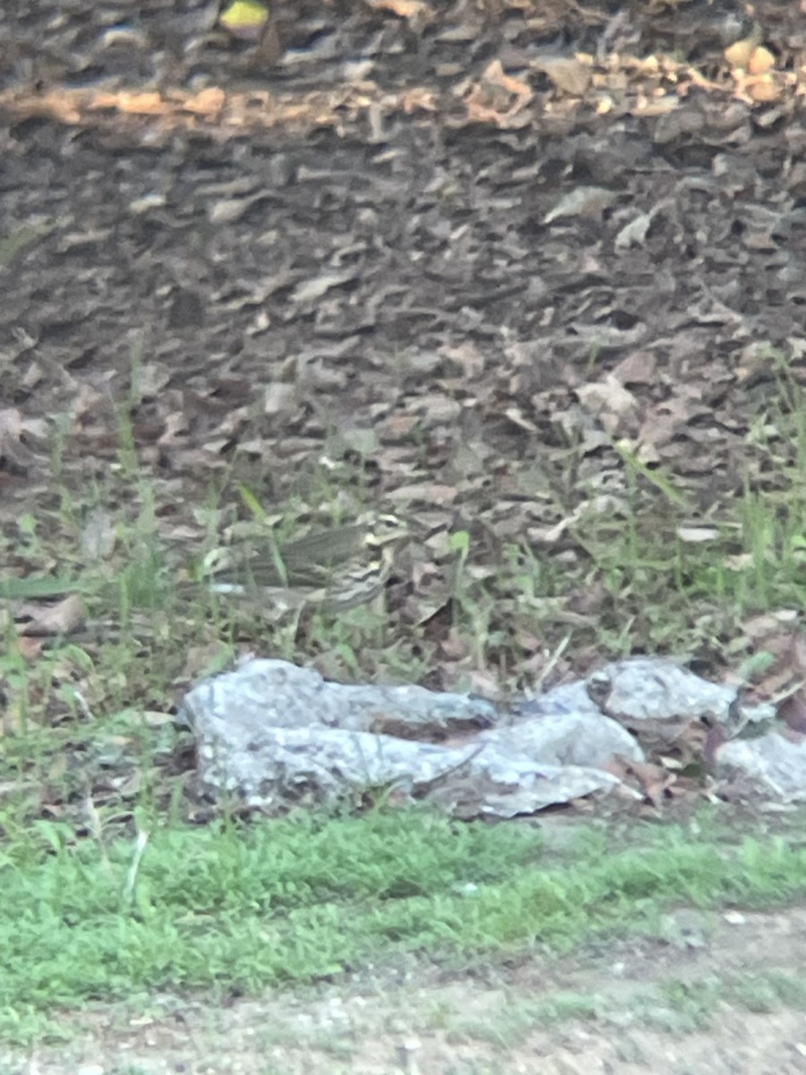 linduška olivová - ML644678688