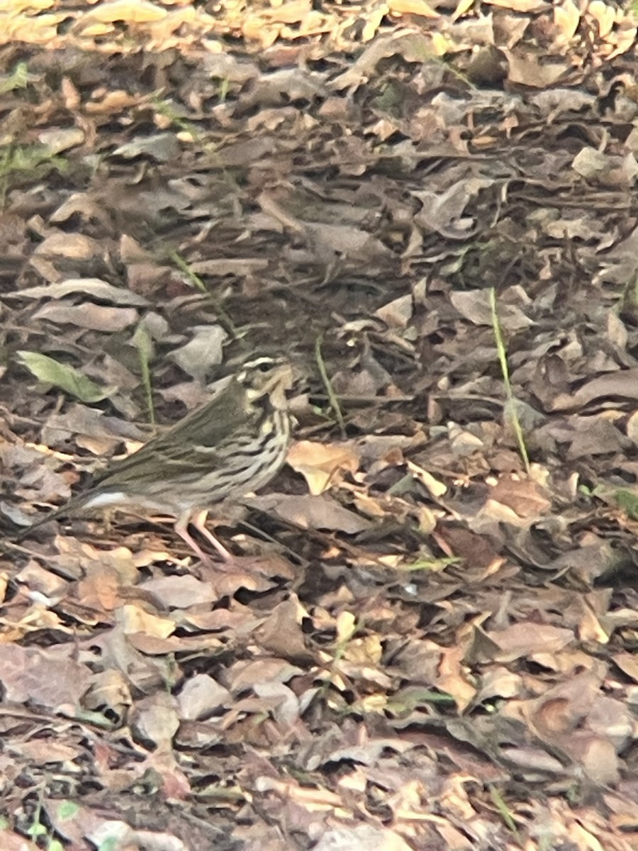 linduška olivová - ML644678689