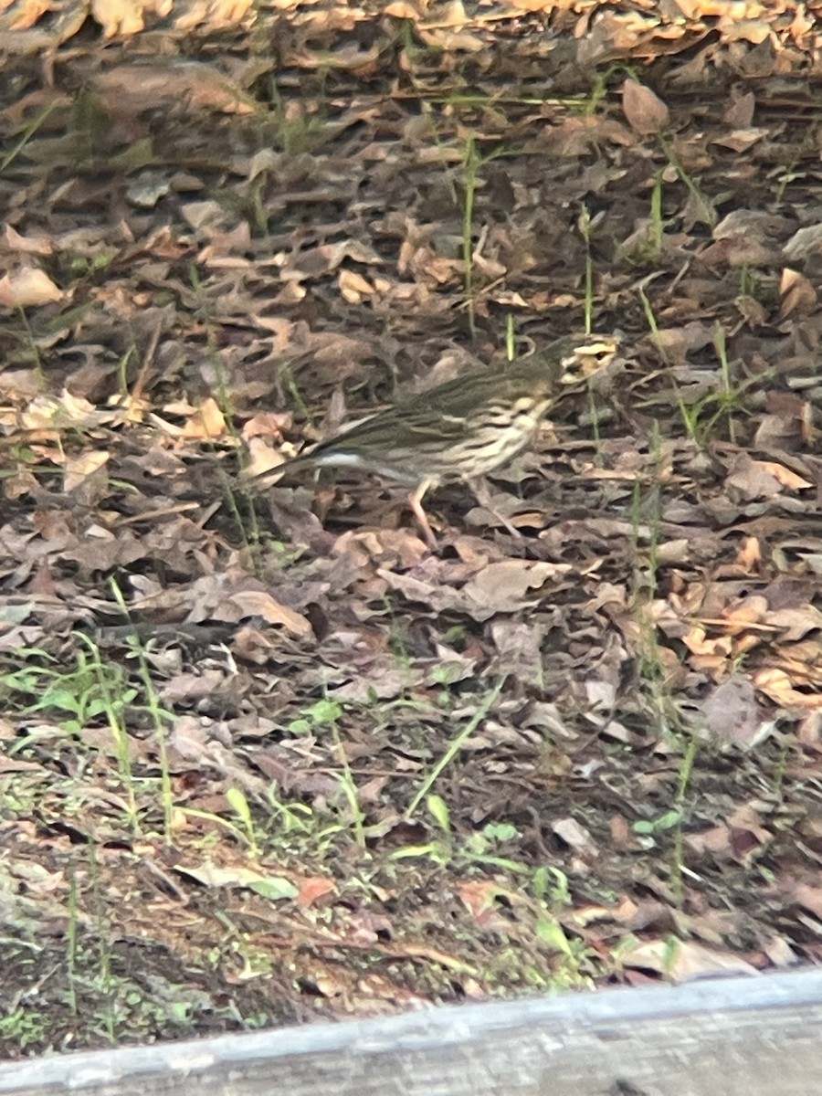 linduška olivová - ML644678690