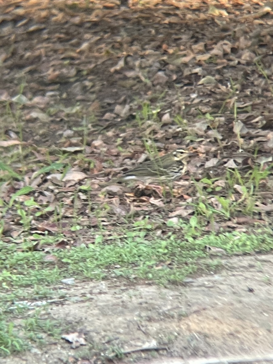 linduška olivová - ML644678691